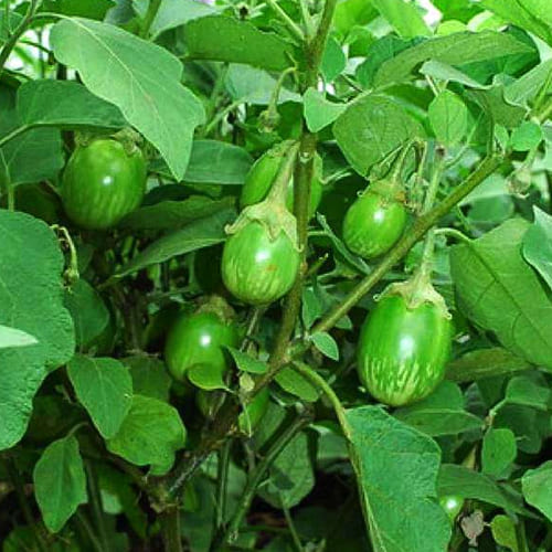 Brinjal Seed