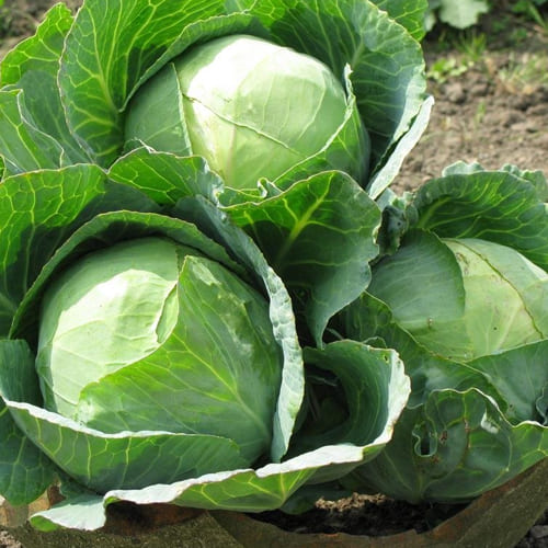 Cabbage Seed